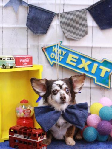 20230430チョコちゃん